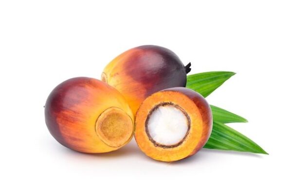 Oil palm
