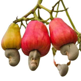 Cashew