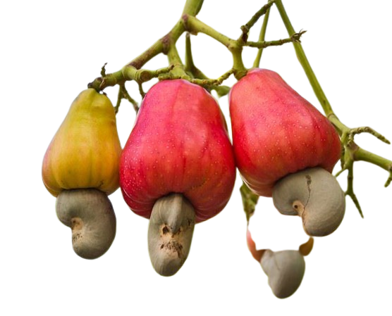 Cashew