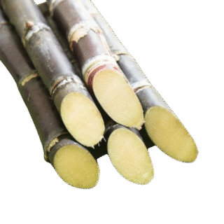 Sugar cane