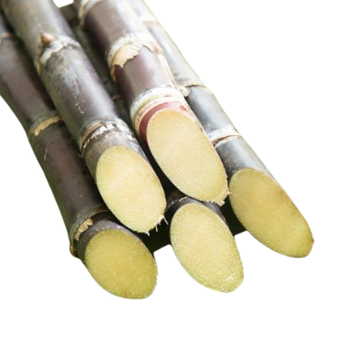 Sugar cane