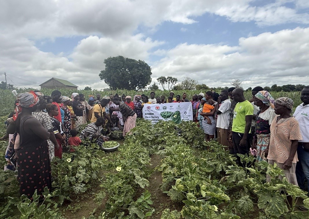 FROM RESEARCH PLOTS TO FARMERS’ FIELDS: THE NEW OKRA VARIETIES WINNING HEARTS ACROSS GHANA