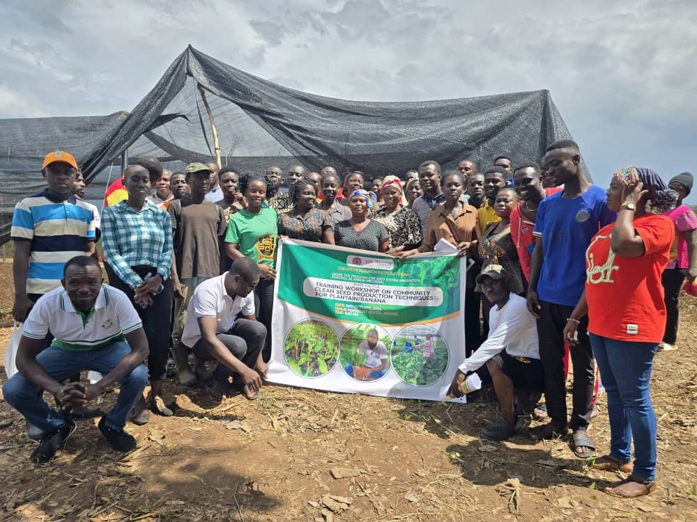 PLANTAIN FARMERS IN ASANTE AKYEM AGOGO RECEIVE TRAINING ON CLEAN SEED PRODUCTION