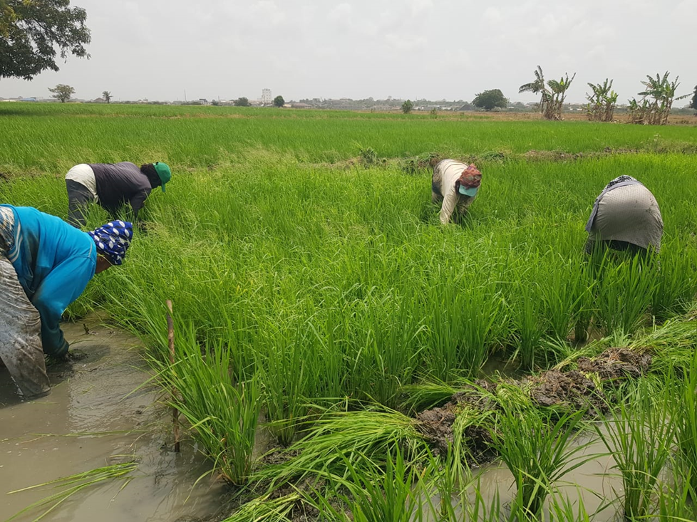 WINNING THE WAR BENEATH THE RICE: TRANSFORMING WEED MANAGEMENT AT DAWHENYA