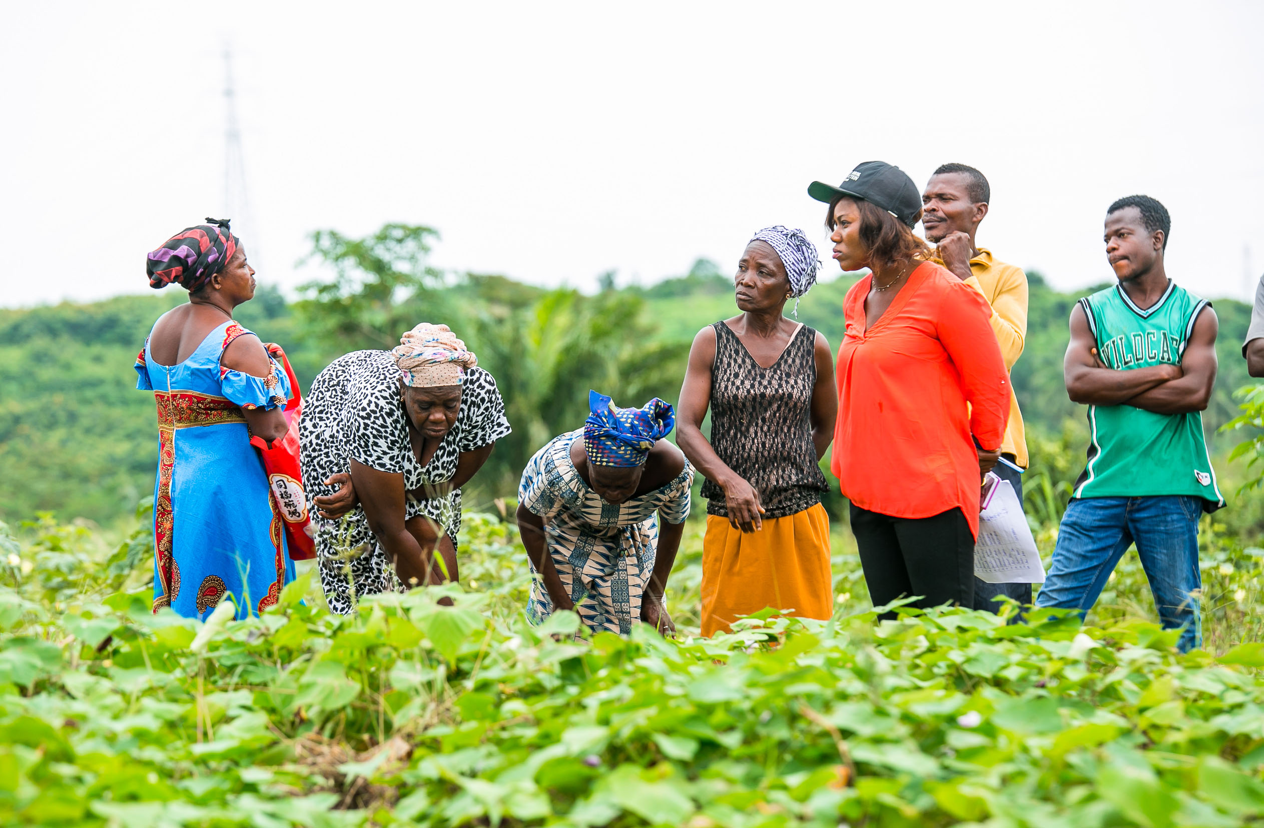 Lush crop research field