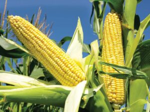 HIGH-YIELDING HYBRID MAIZE VARIETIES RELEASED BY CSIR-CROPS RESEARCH INSTITUTE
