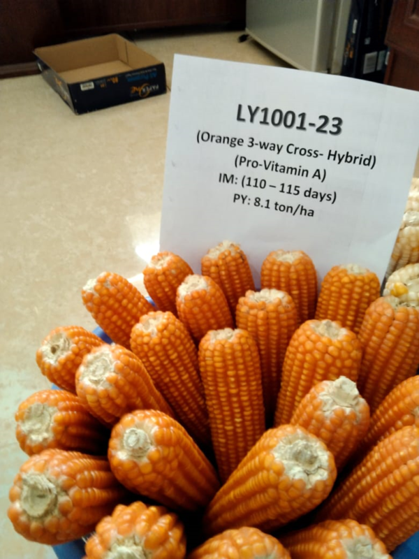 HIGH-YIELDING HYBRID MAIZE VARIETIES RELEASED BY CSIR-CROPS RESEARCH ...