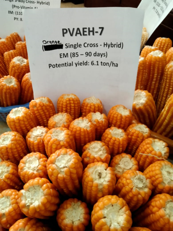 HIGH-YIELDING HYBRID MAIZE VARIETIES RELEASED BY CSIR-CROPS RESEARCH ...